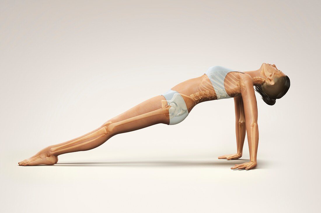 Yoga Upward Plank Pose, artwork