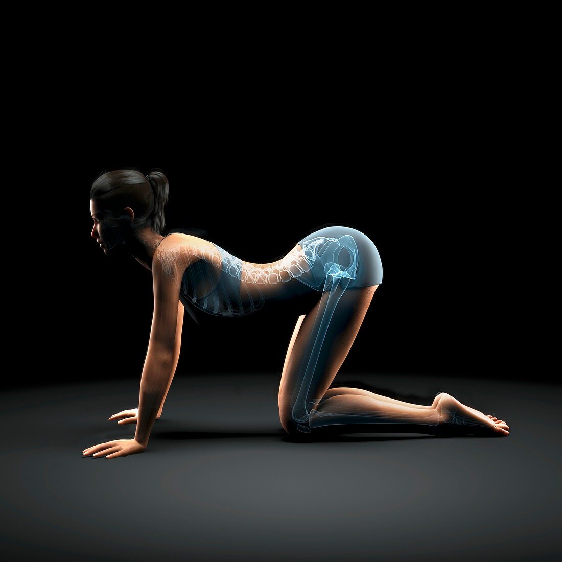 Yoga Cow Pose, artwork