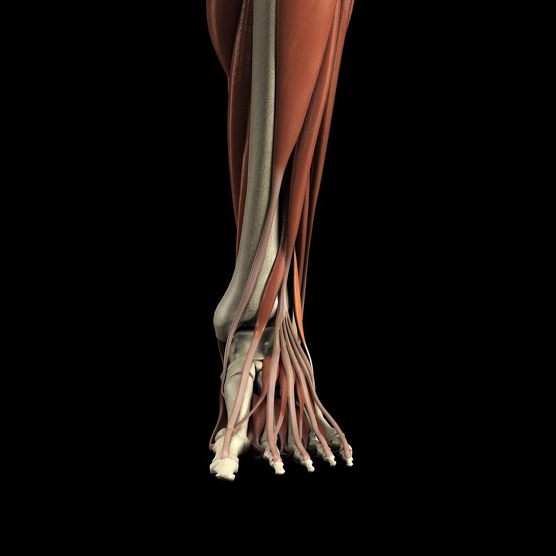 Muscles of the Foot, artwork