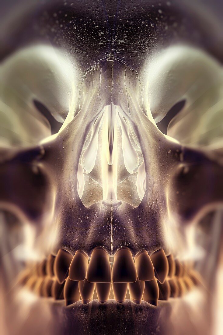 Bones of the Face, artwork