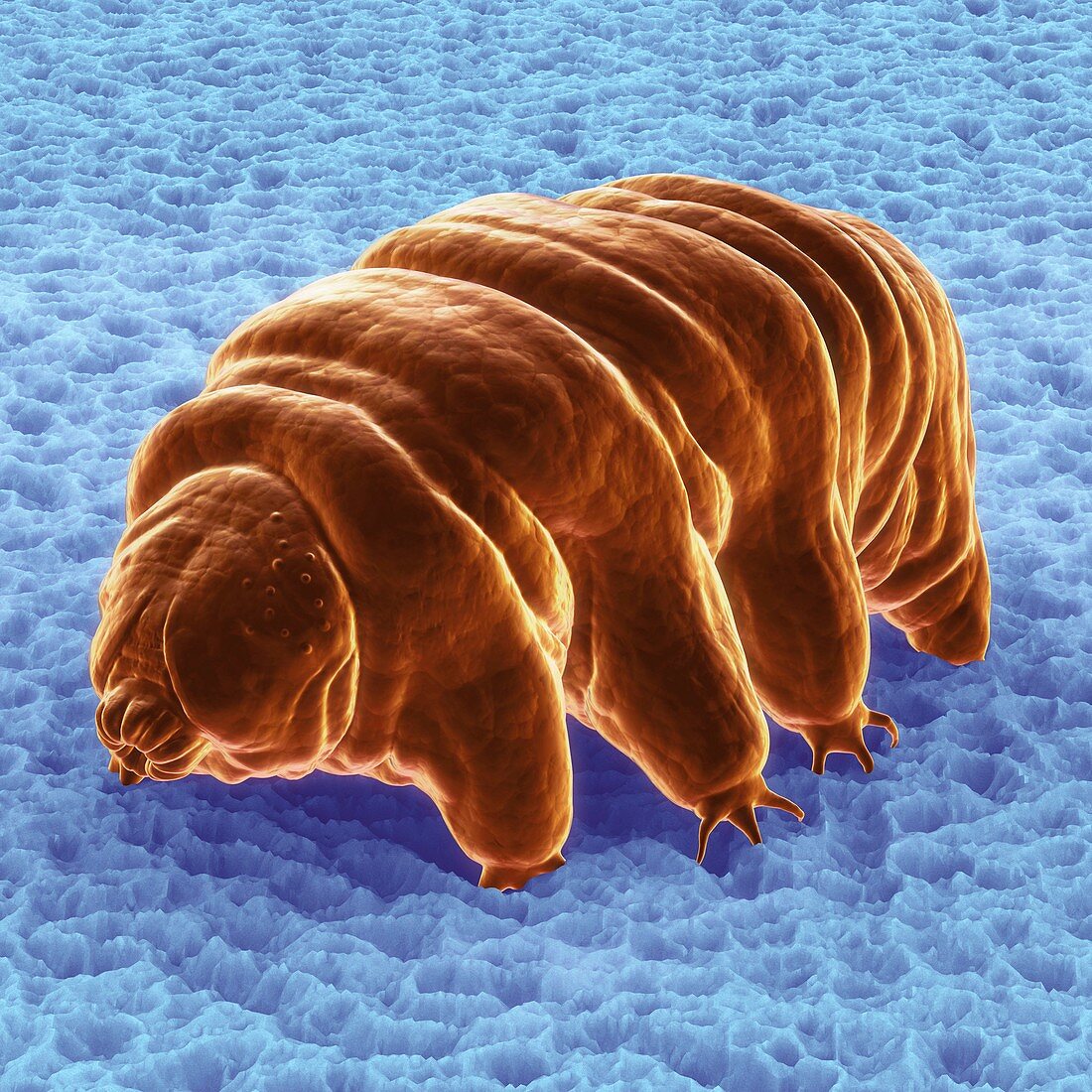 Water Bear (Tardigrades), artwork