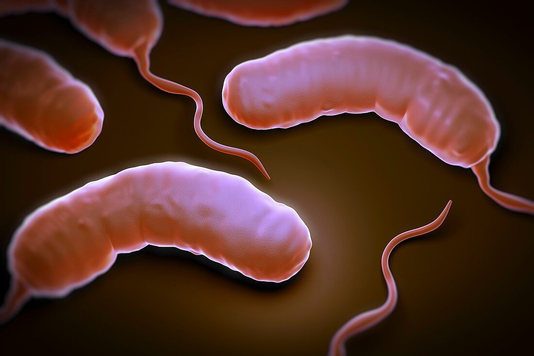 Cholera Bacteria, artwork