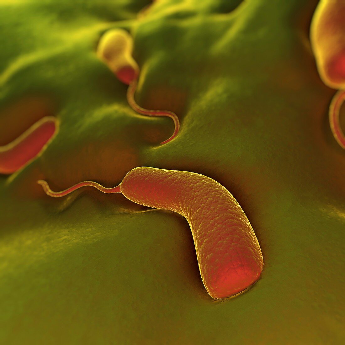 Cholera Bacteria, artwork