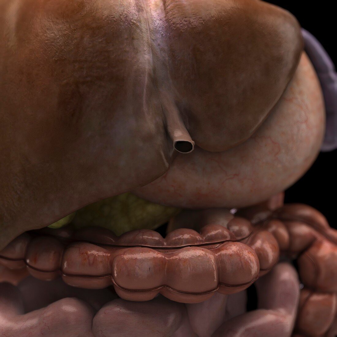 Close-up of the Digestive System, artwork