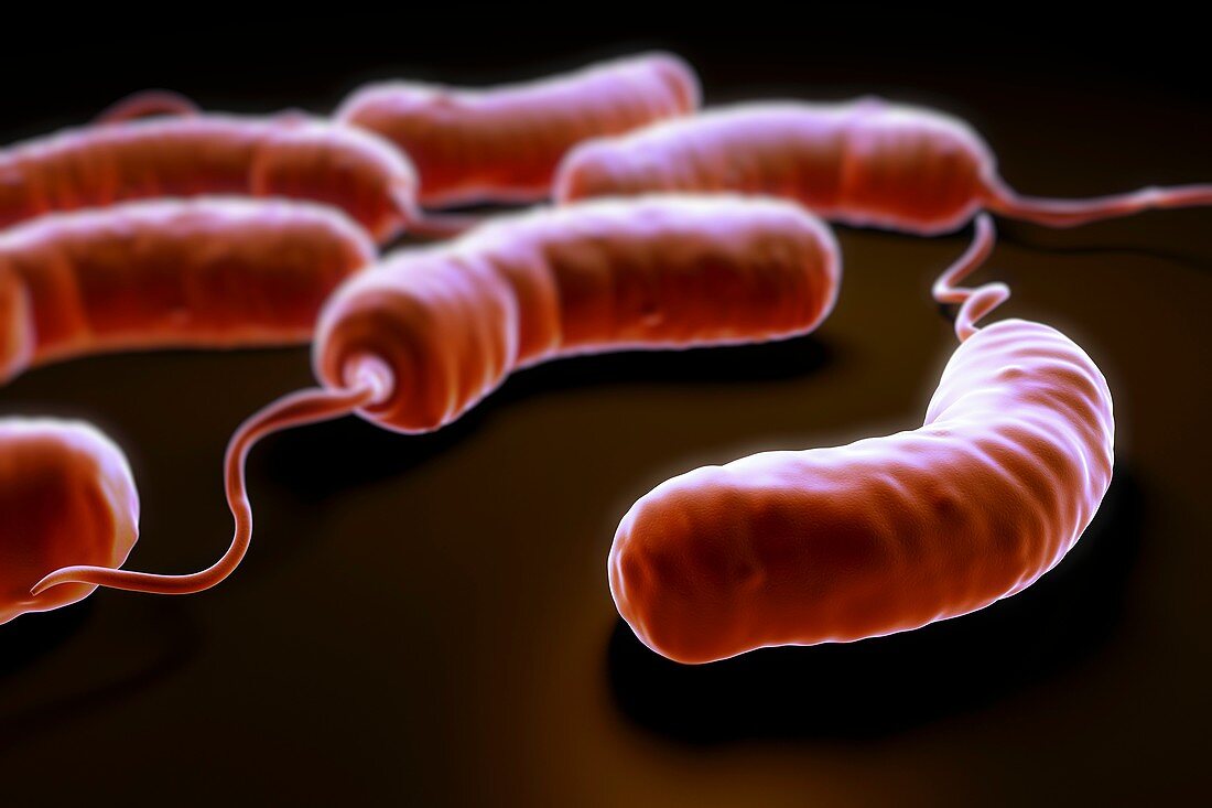 Cholera Bacteria, artwork