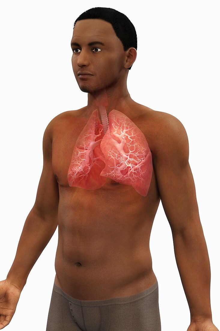 The Respiratory System, artwork