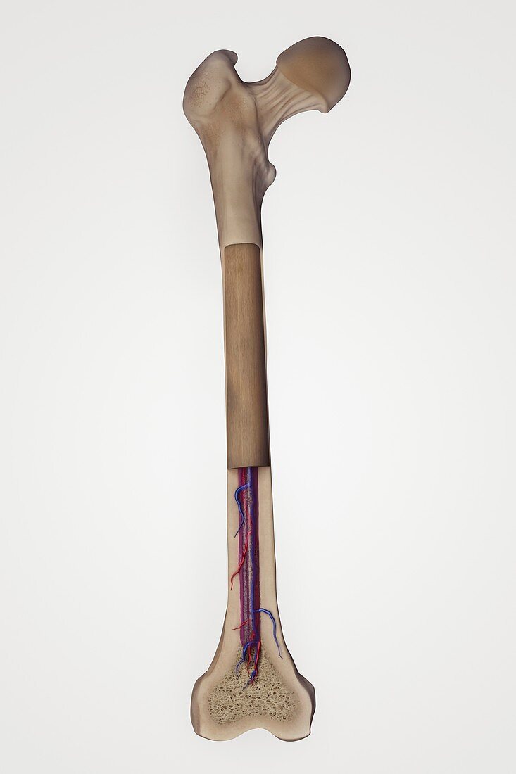 Internal Anatomy of Bone (Femur), artwork