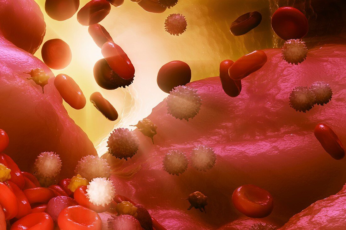 Cells of the Immune System, artwork