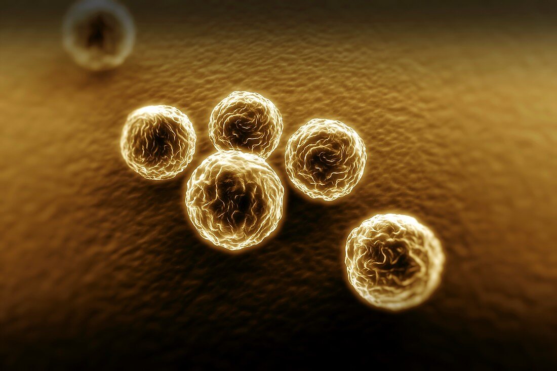 Chlamydia Bacteria, artwork