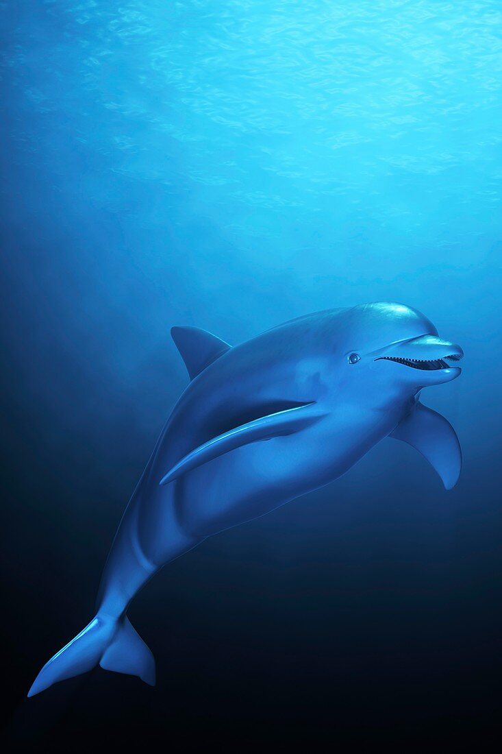 Dolphin, artwork