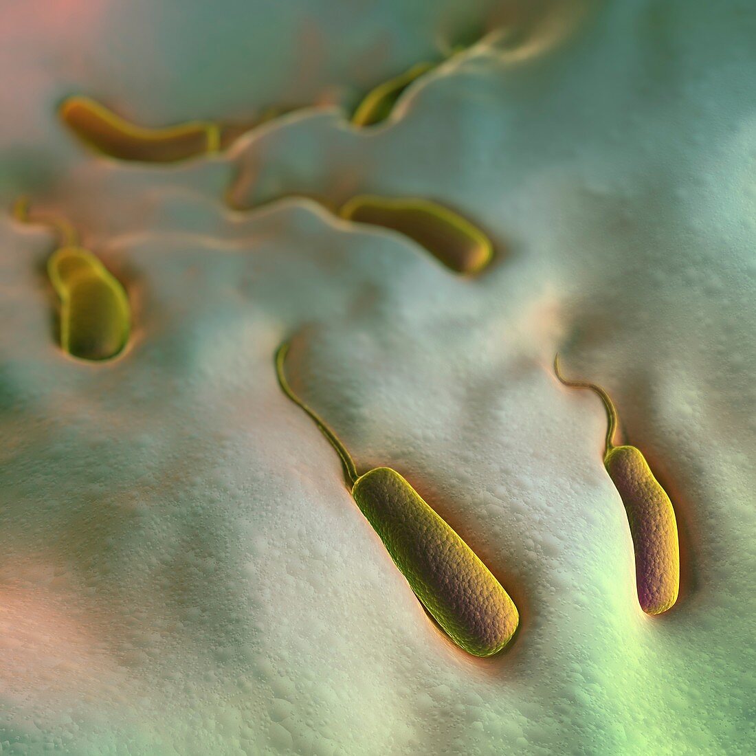 Cholera Bacteria, artwork