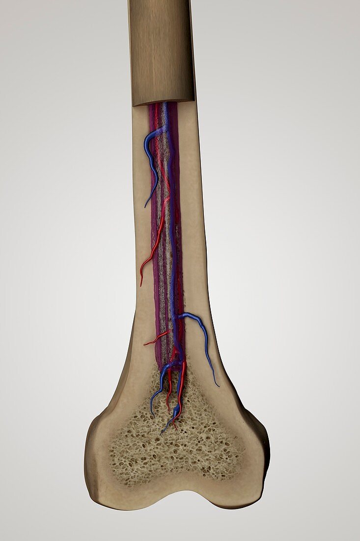 Internal Anatomy of Bone (Femur), artwork