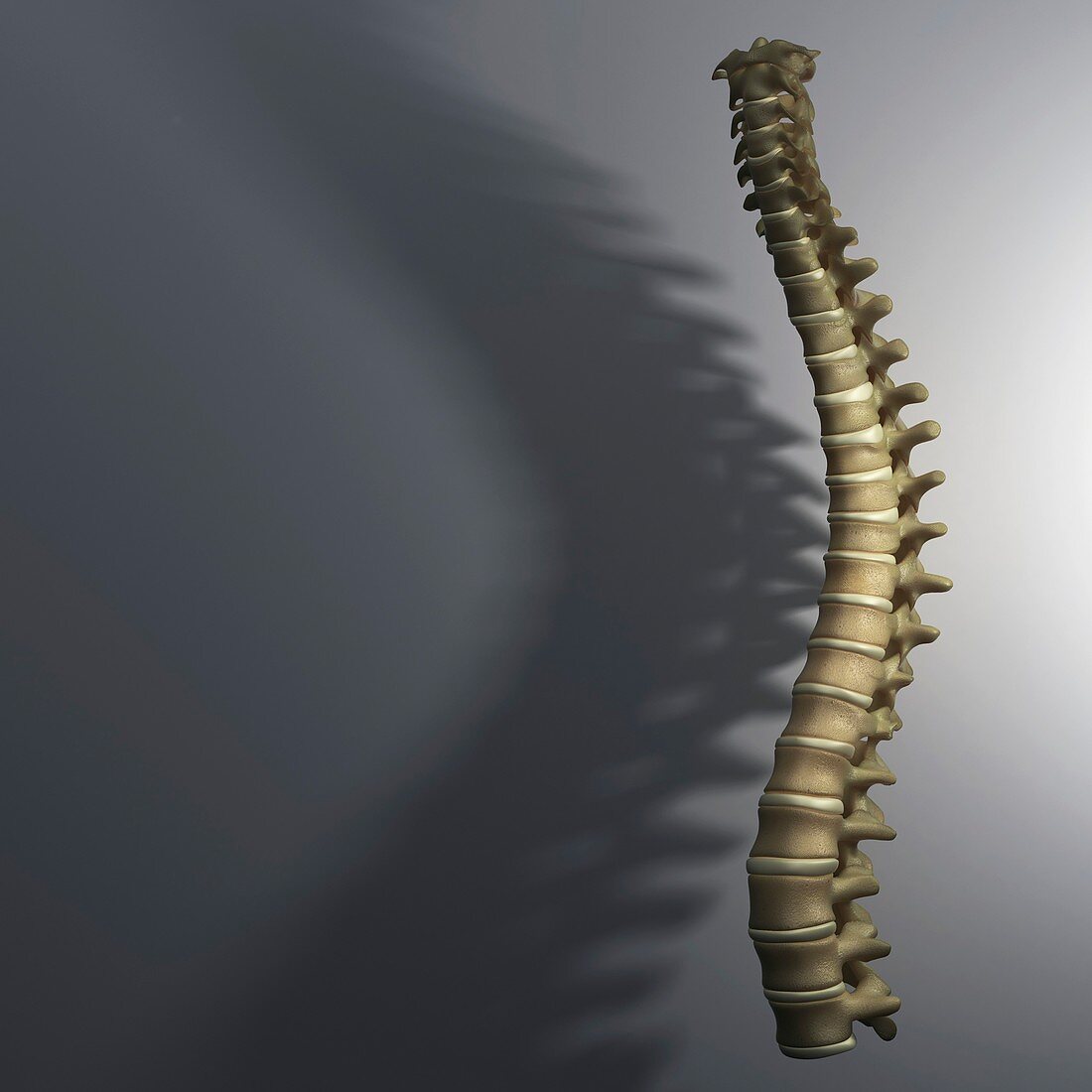 Spinal Anatomy, artwork