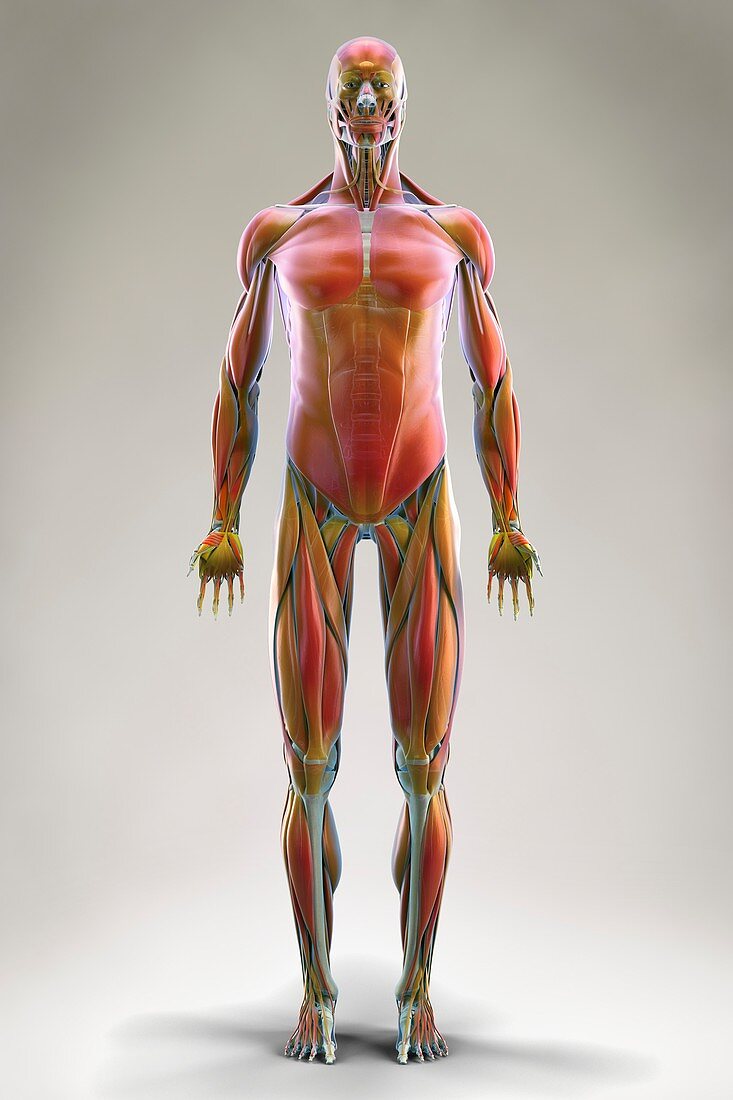 Muscle System, artwork