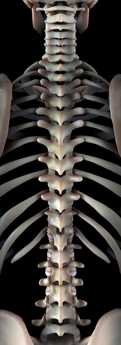 Bones of the Spine, artwork