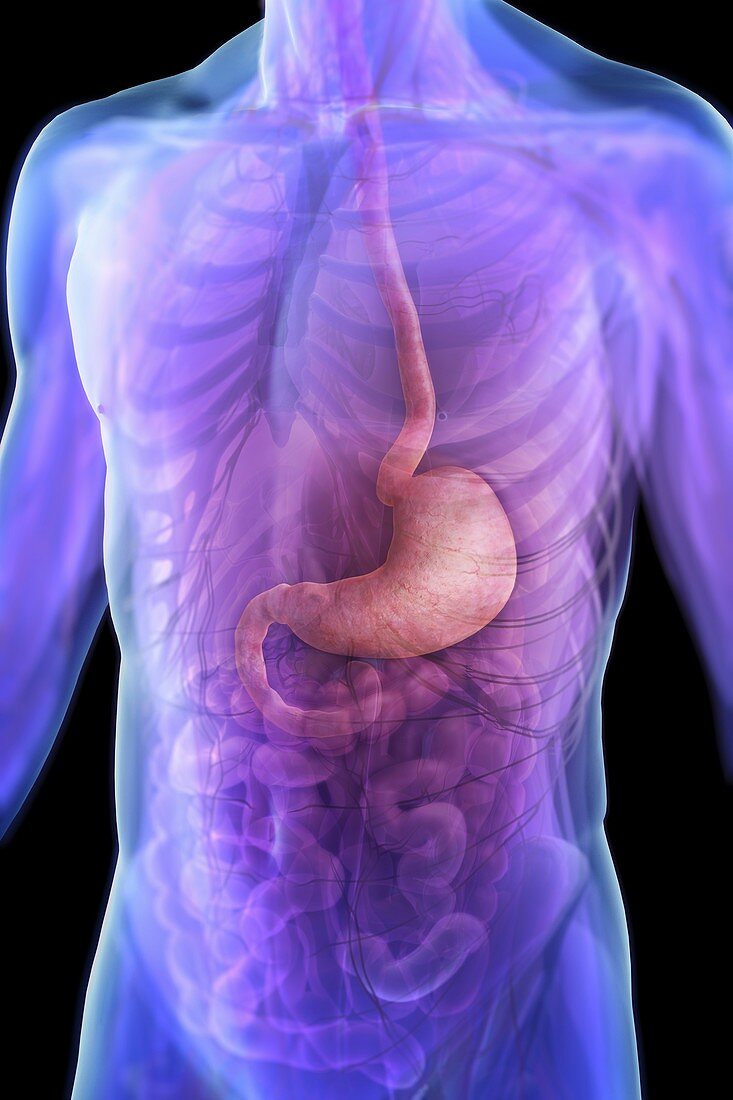 The Stomach, artwork