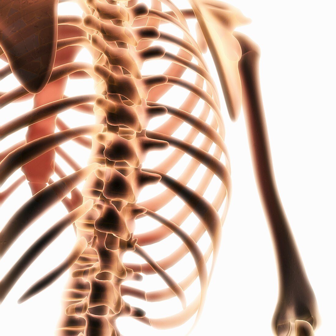The Spine and Rib Cage, artwork