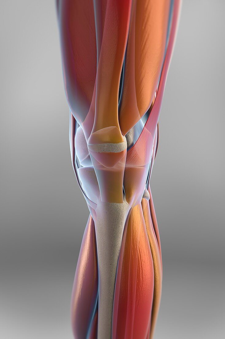 Muscles of the Knee, artwork