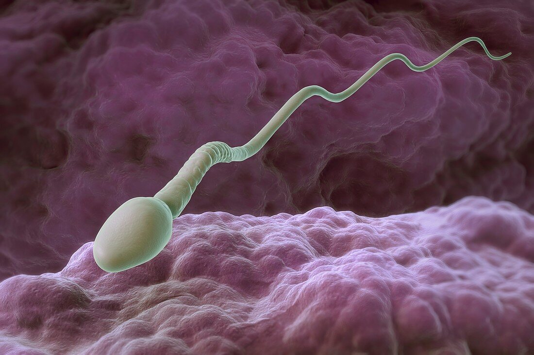 Human Sperm, artwork