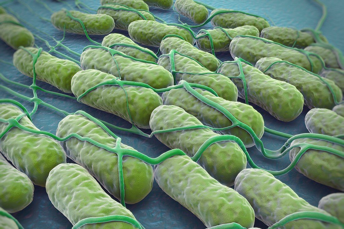 Salmonella Bacteria, artwork
