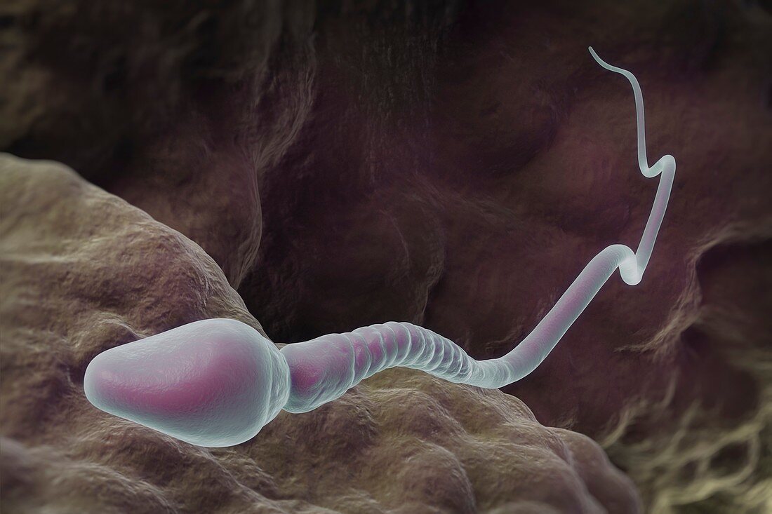 Human Sperm, artwork