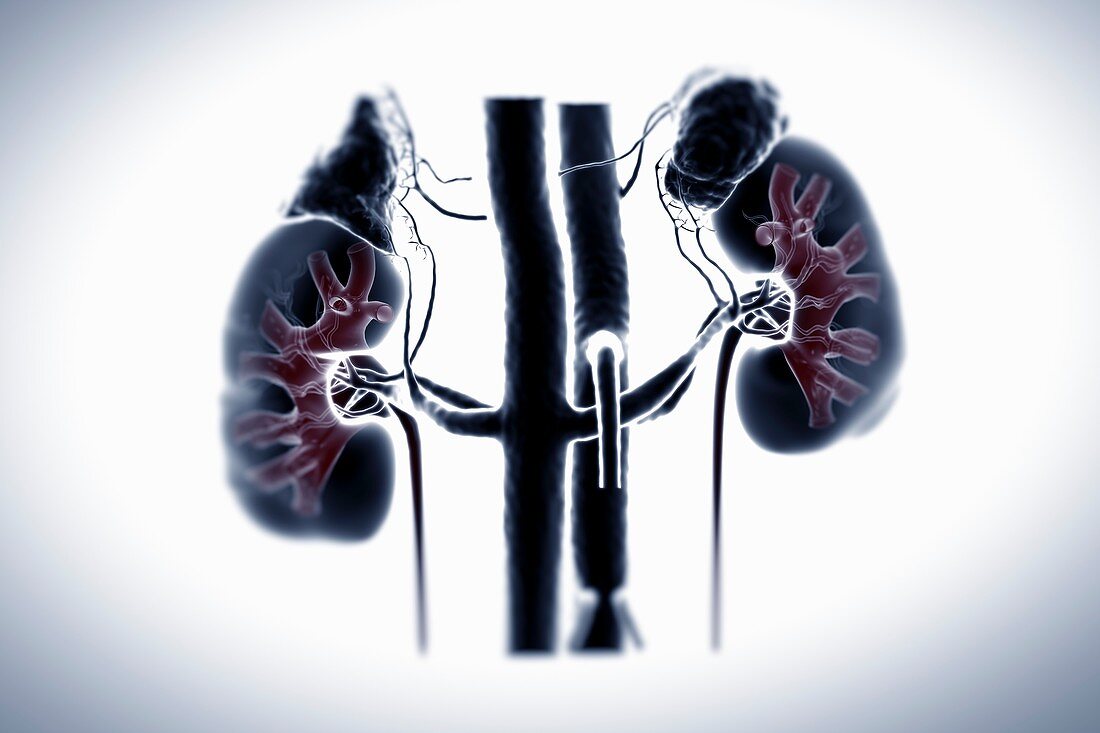 Kidneys and Adrenal Glands, artwork