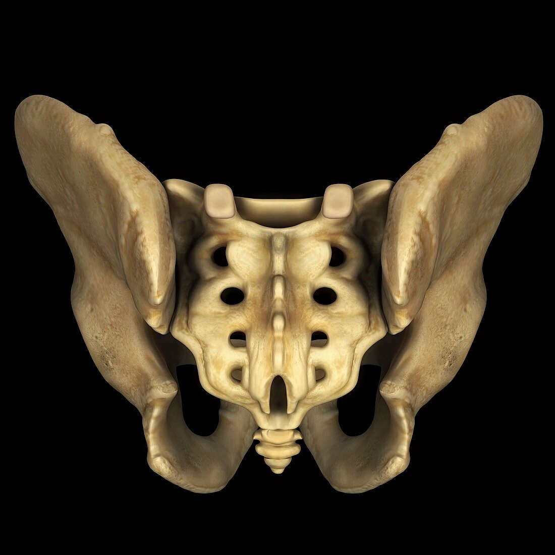 Pelvic Bones (Male), artwork