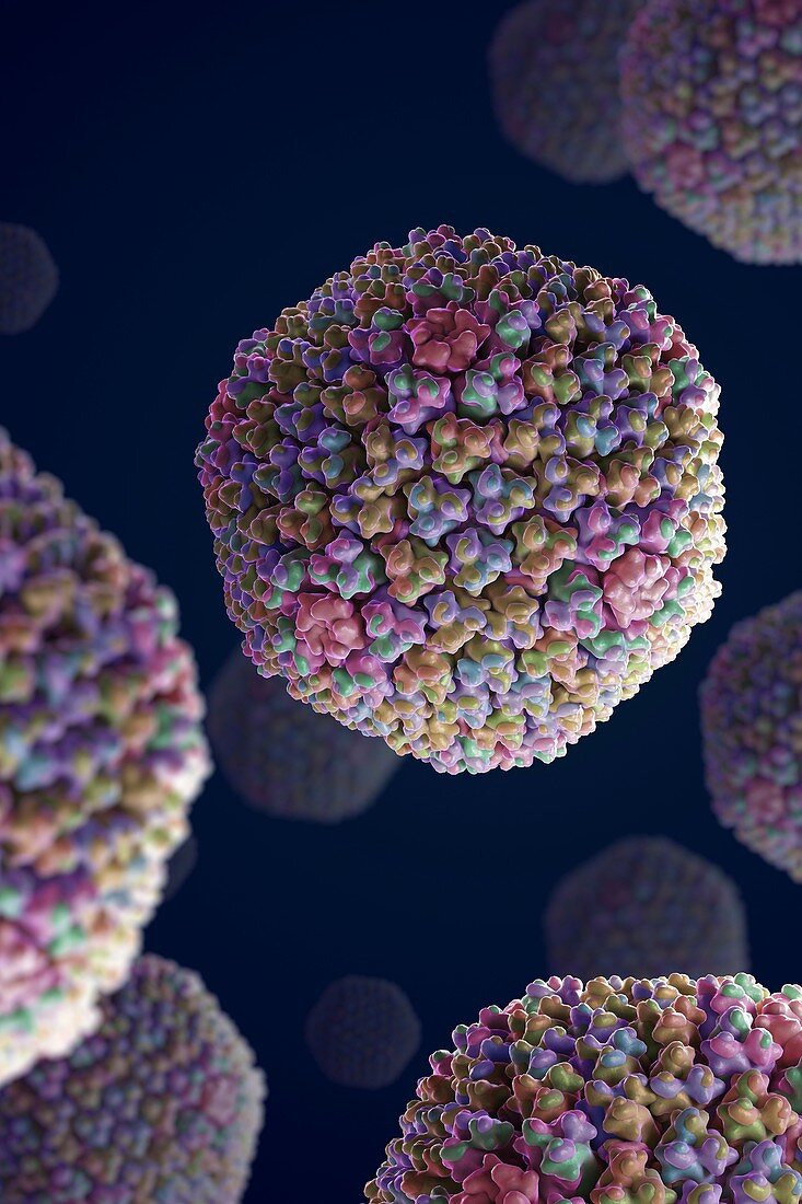 Adenovirus, artwork