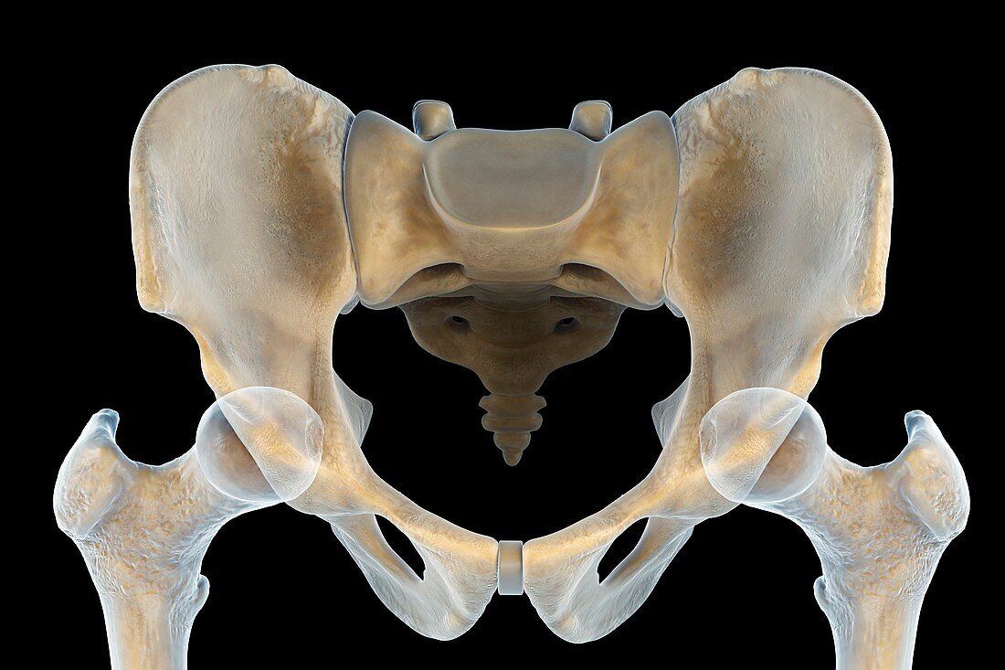 Hip Bones (Male), artwork