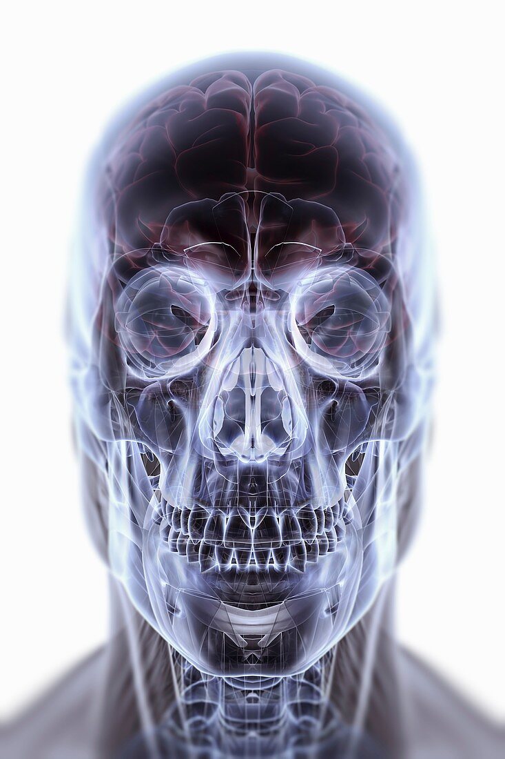 Anatomy of the Head and Brain, artwork
