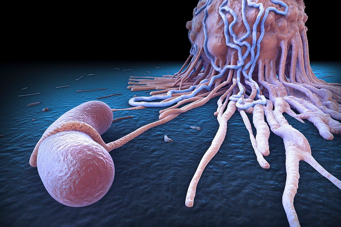 Macrophage Fighting Bacteria, artwork