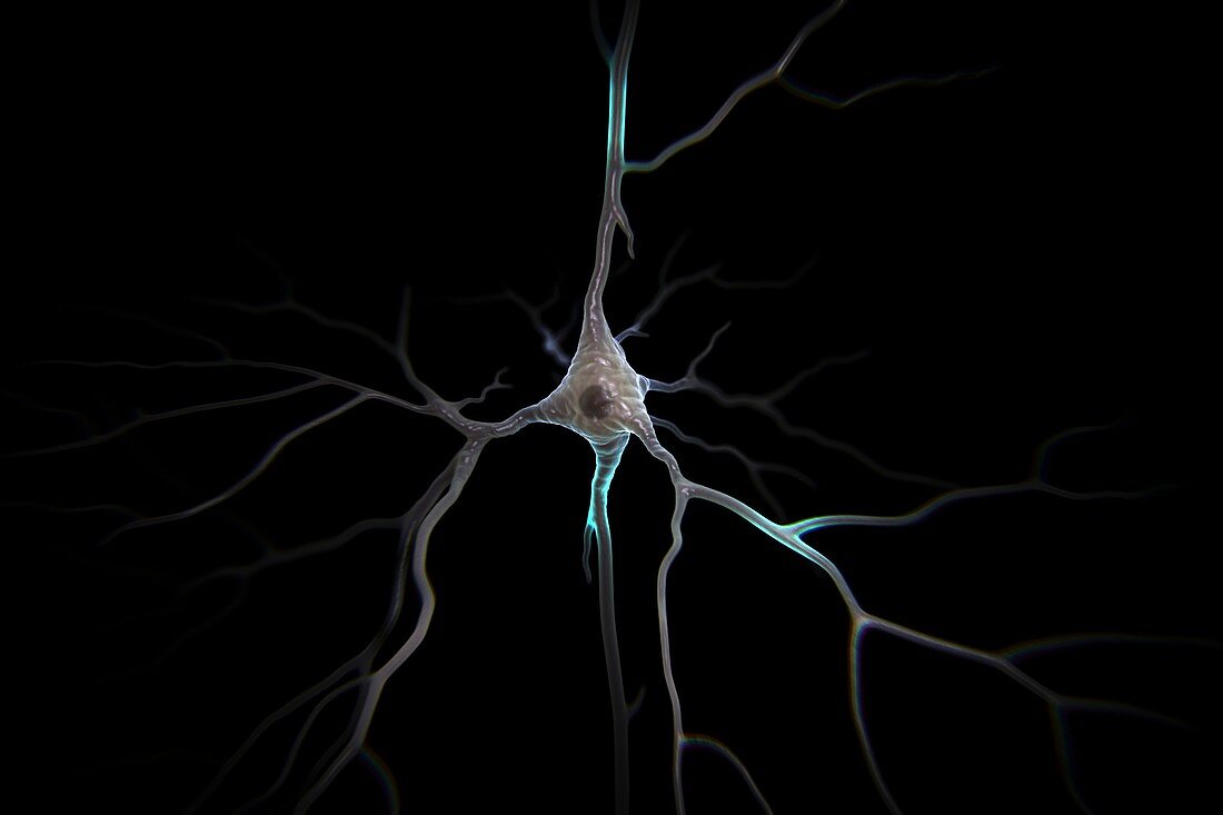 Pyramidal Neuron, artwork