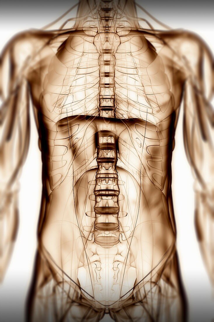 Muscles of the Torso, artwork