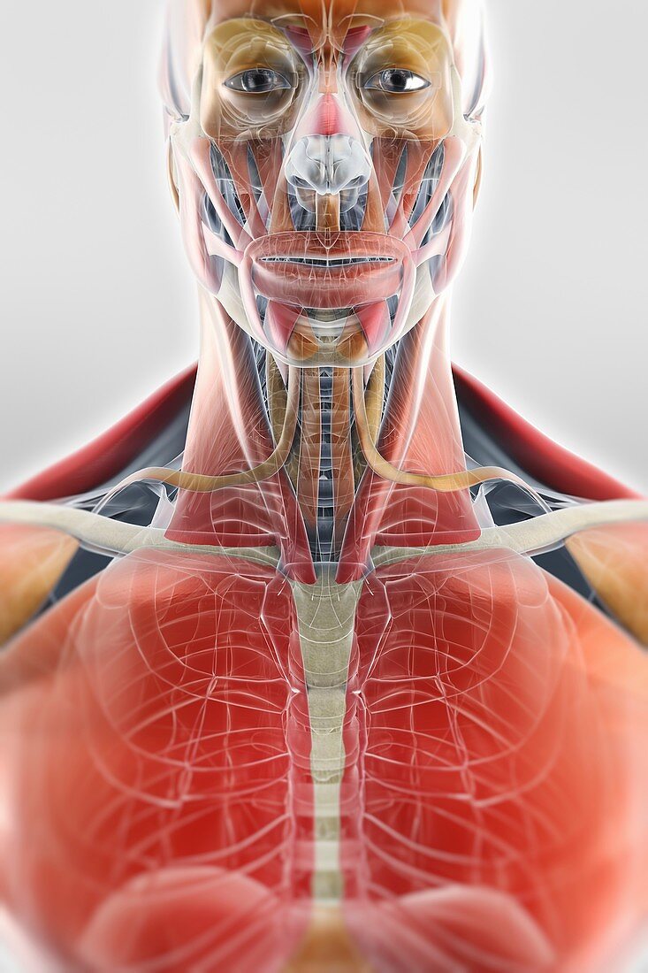 Muscle of the Head and Chest, artwork