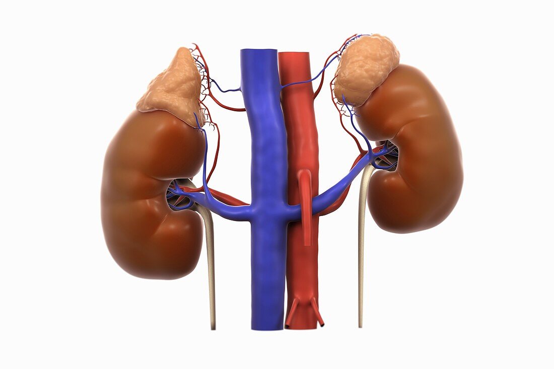 Kidneys and Adrenal Glands, artwork
