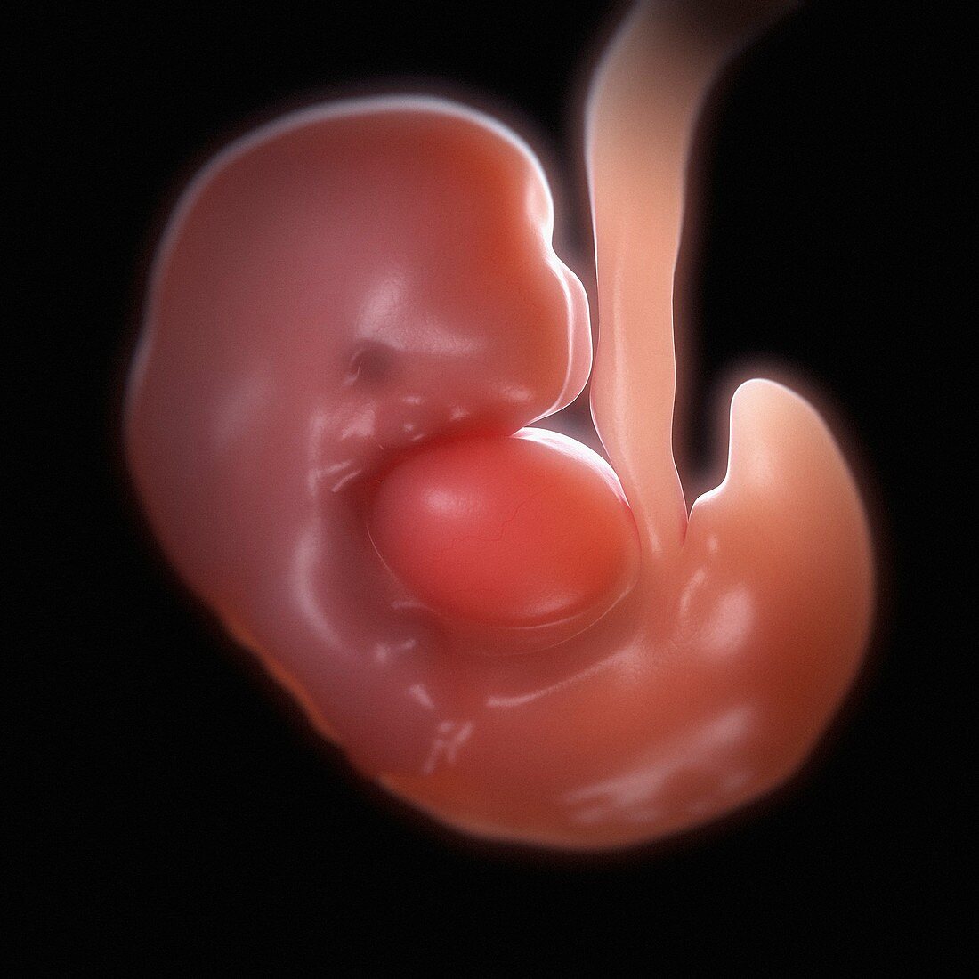 Developing Embryo, artwork