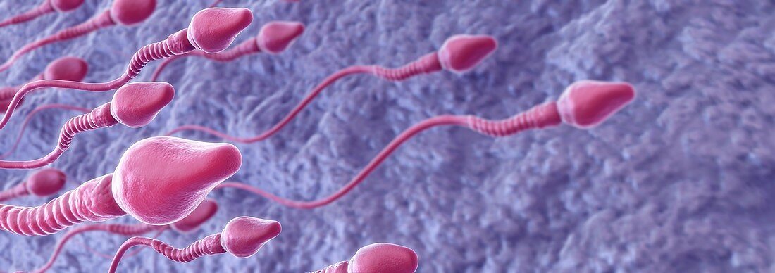 Human Sperm, artwork