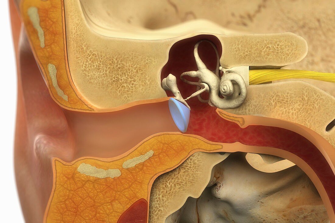 Ear Anatomy, artwork