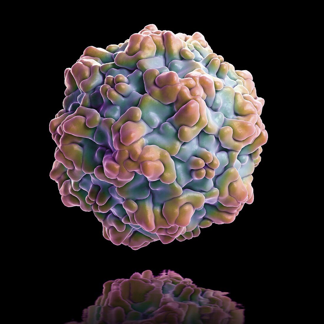 Feline Panleukopenia Virus, artwork