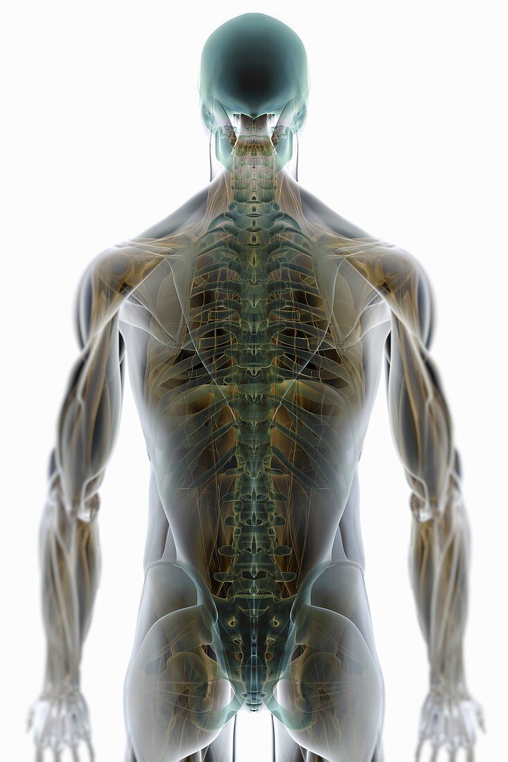 Muscle System, artwork