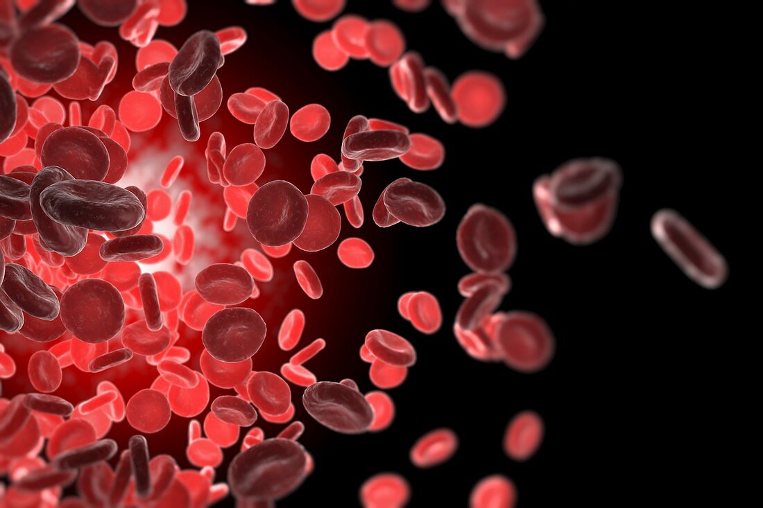 Red Blood Cells, artwork