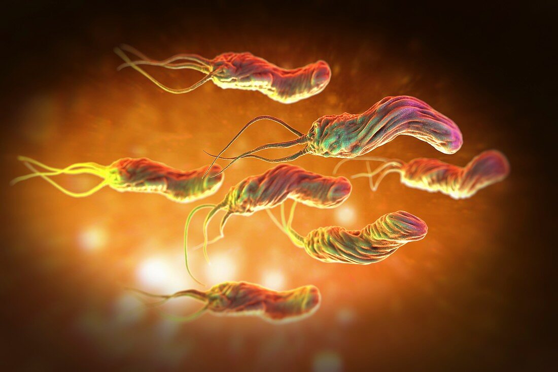 Helicobacter pylori, artwork