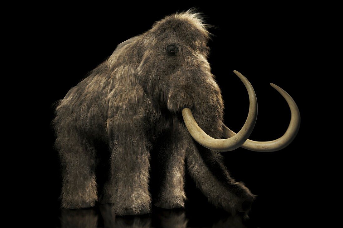 Woolly Mammoth, artwork