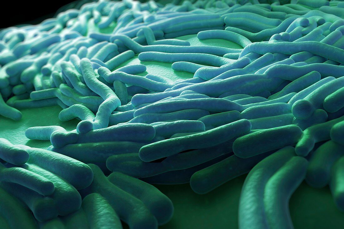 Legionella pneumophila, artwork