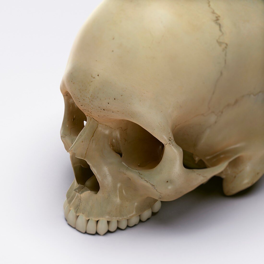 Anatomy of the Skull, artwork