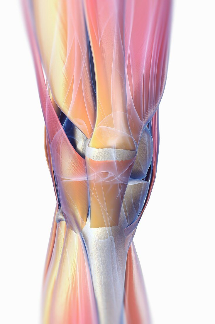 Muscles of the Knee, artwork