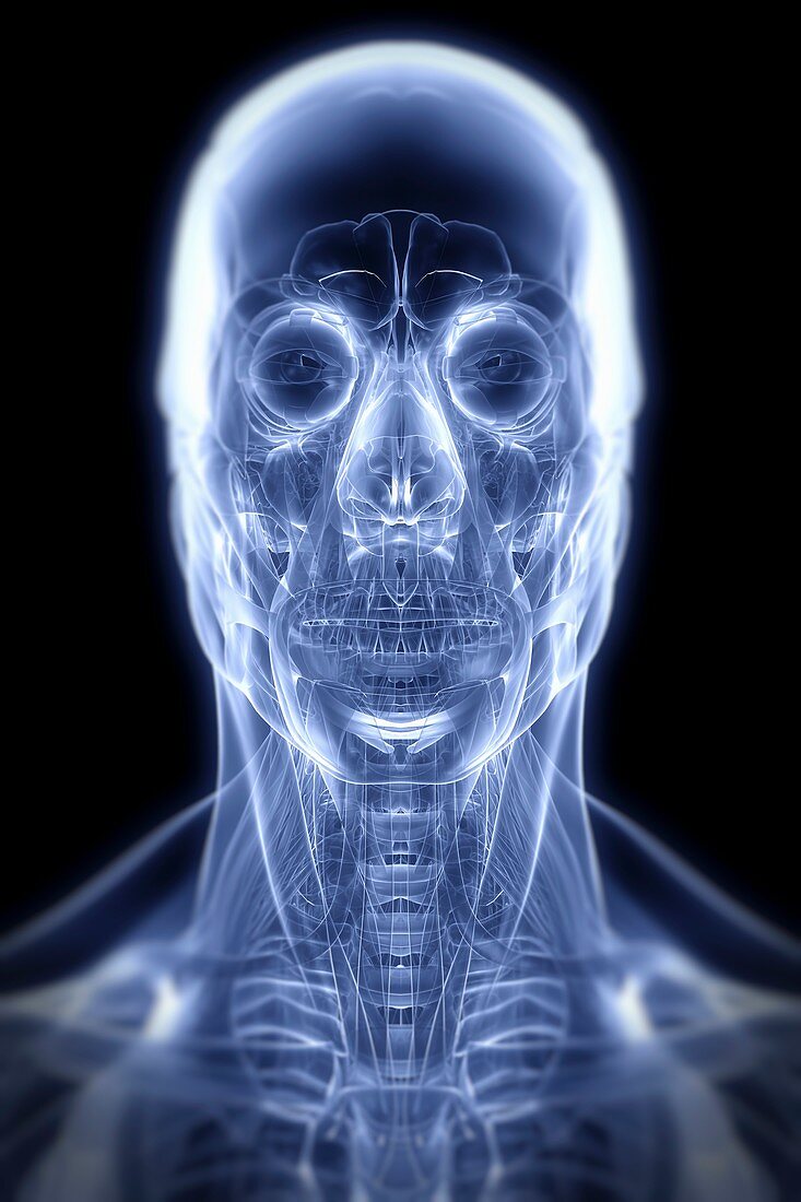 Muscle System of the Head and Neck