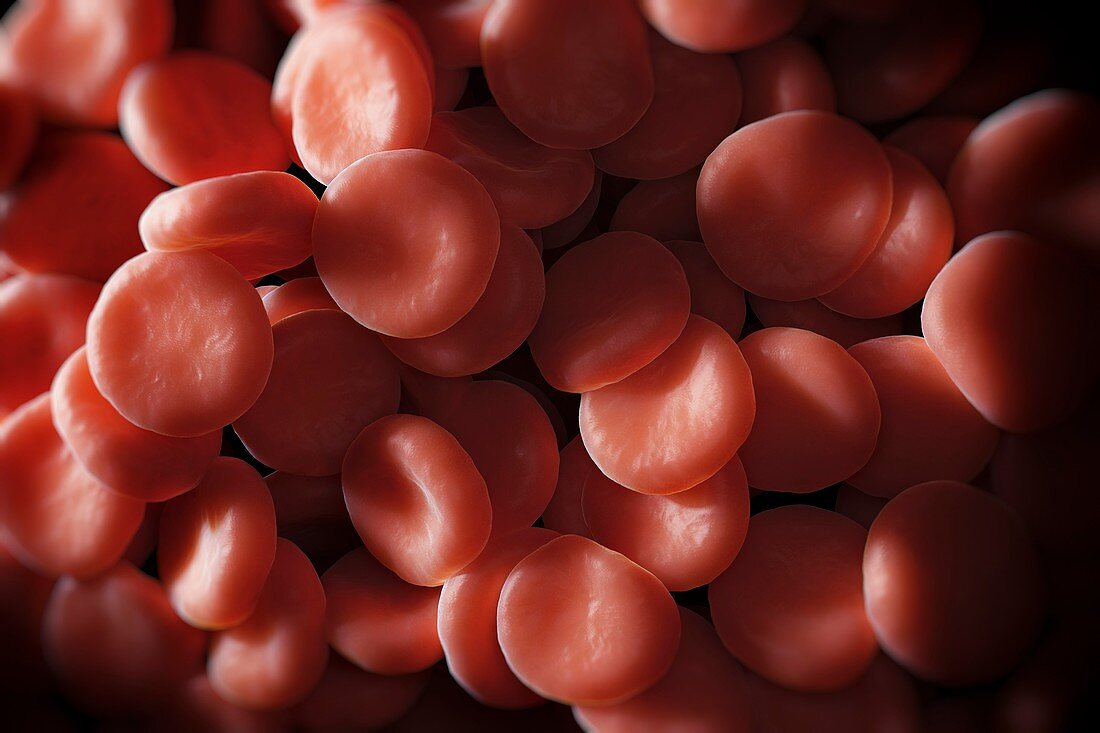 Red Blood Cells, artwork