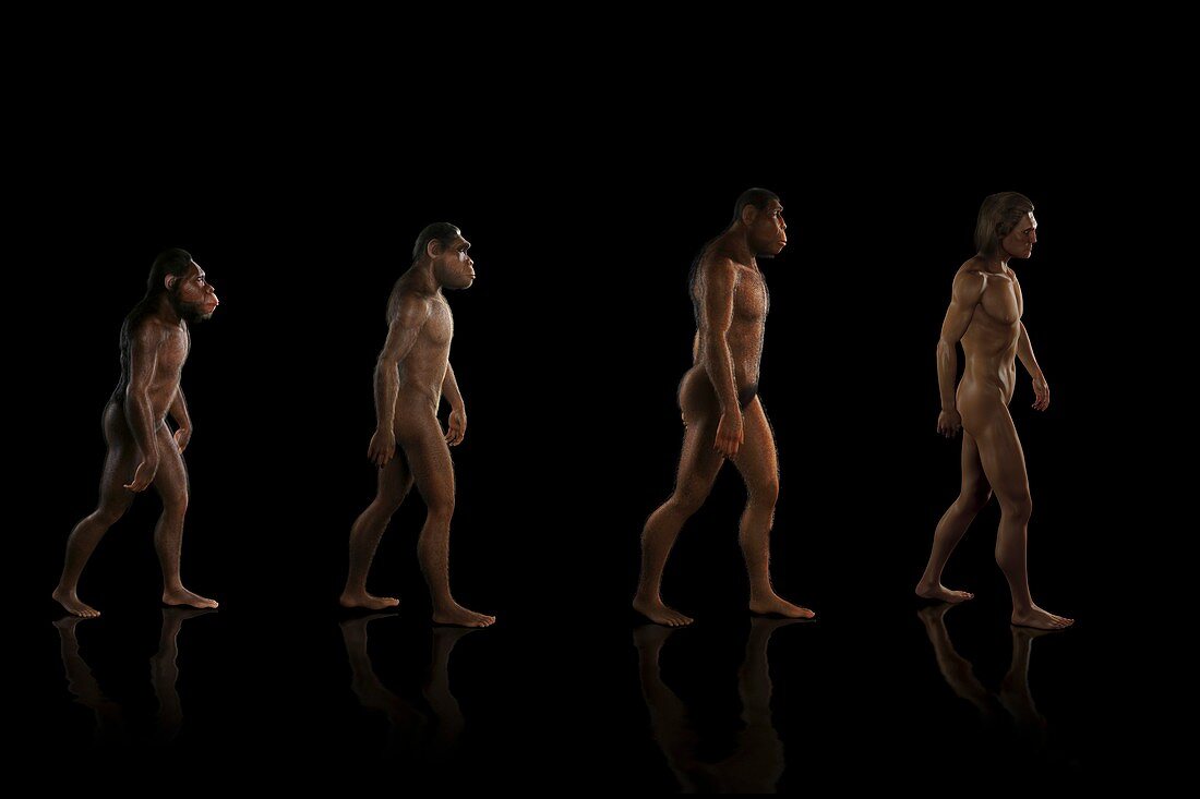 Human Evolution, artwork
