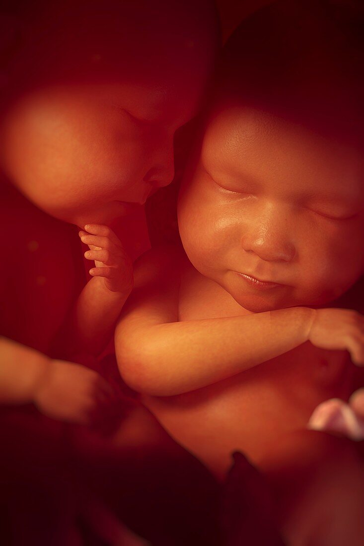 Twin Babies, artwork